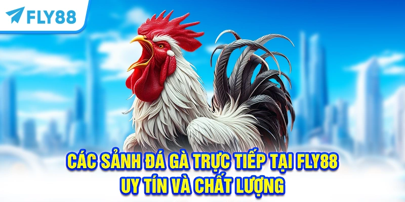 Các Sảnh Đá Gà Trực Tiếp Tại FLY88 Uy Tín Và Chất Lượng