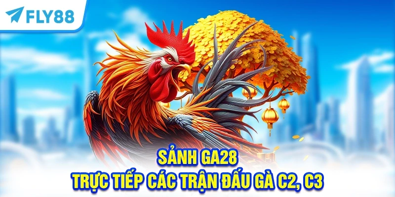 Sảnh GA28 - Trực tiếp các trận đấu gà C2, C3 kịch tính từ Thomo